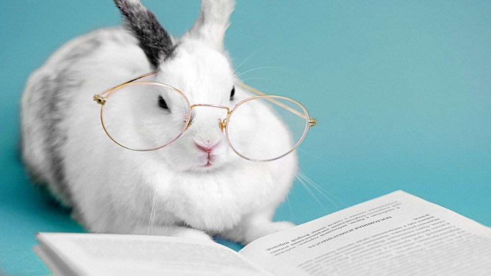 Ein Kaninchen mit einer Brille sitzt vor einem aufgeschlagenen Buch